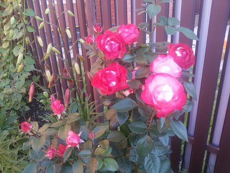 Розы.jpg