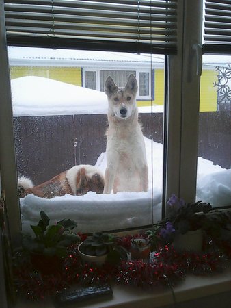 Зимнее окно собаки.jpg