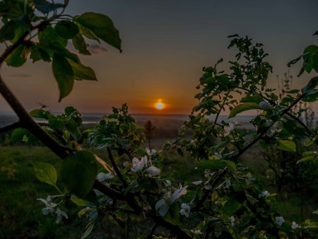 Яблоневый восход.jpg