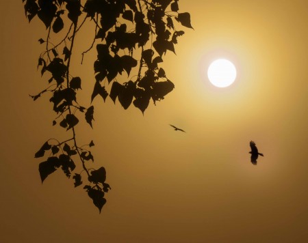 foggy morning with the rising sun and birds flying high..jpg