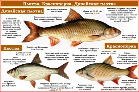 определитель рыб 6.jpg