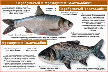 определитель рыб 2.jpg