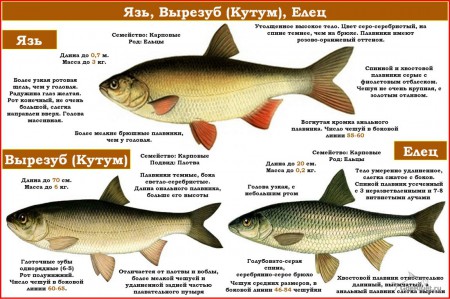 определитель рыб 5.jpg