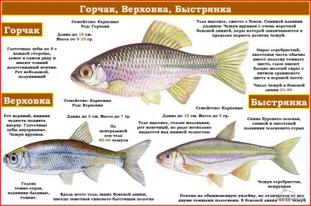 определитель рыб.jpg