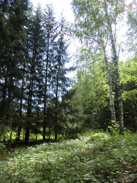 лес.jpg