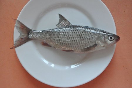 рыба.JPG
