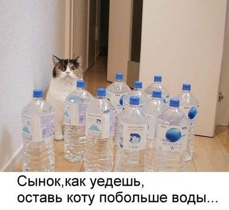 Коту оставь воды.jpg