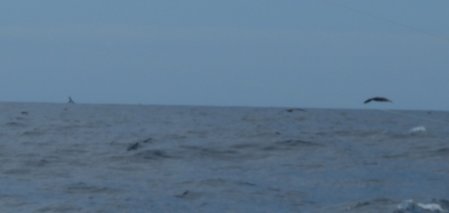 Дельфины.JPG