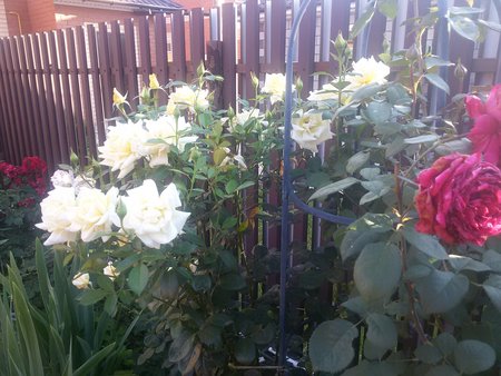 Розы белые.jpg