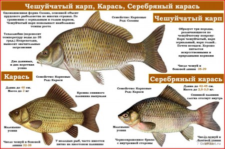 определитель рыб 8.jpg