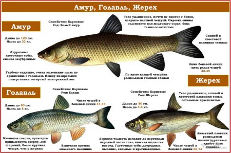 определитель рыб 10.jpg